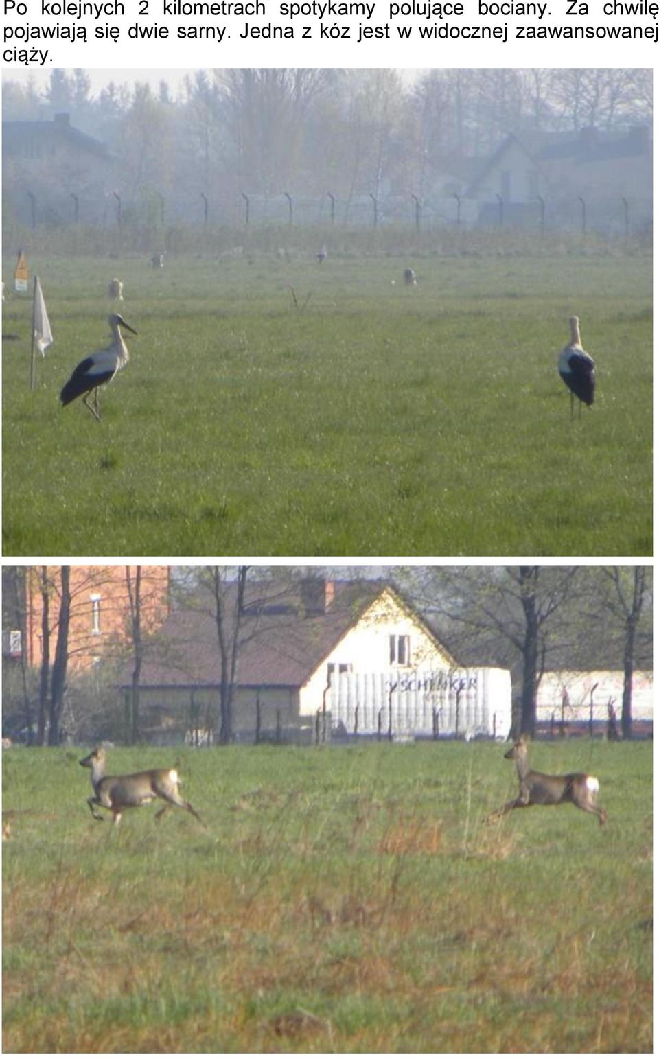 Za chwilę pojawiają się dwie sarny.