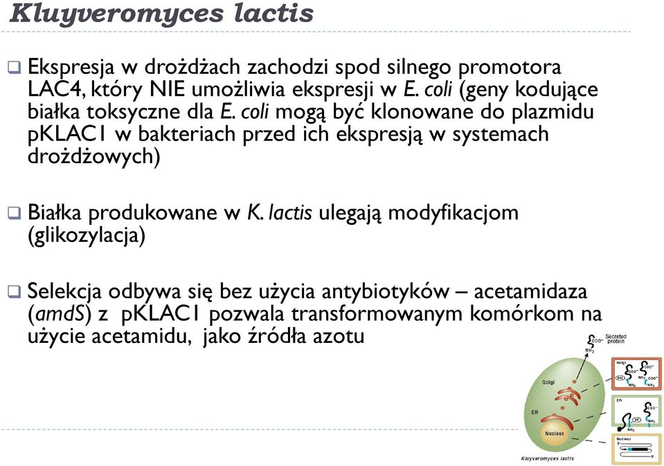 coli mogą być klonowane do plazmidu pklac1 w bakteriach przed ich ekspresją w systemach drożdżowych) Białka