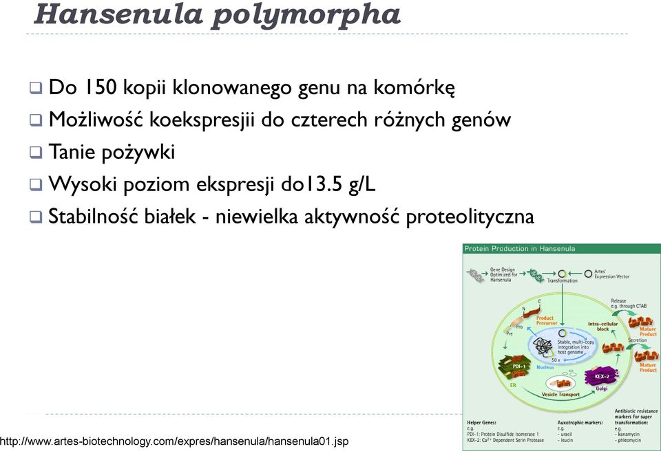 poziom ekspresji do13.