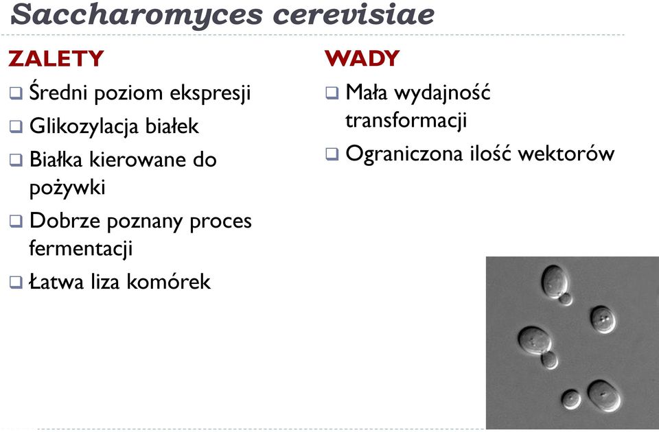 pożywki Dobrze poznany proces fermentacji Łatwa liza