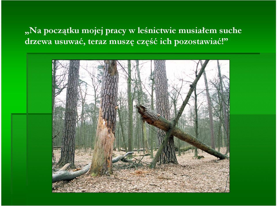 drzewa usuwać, teraz