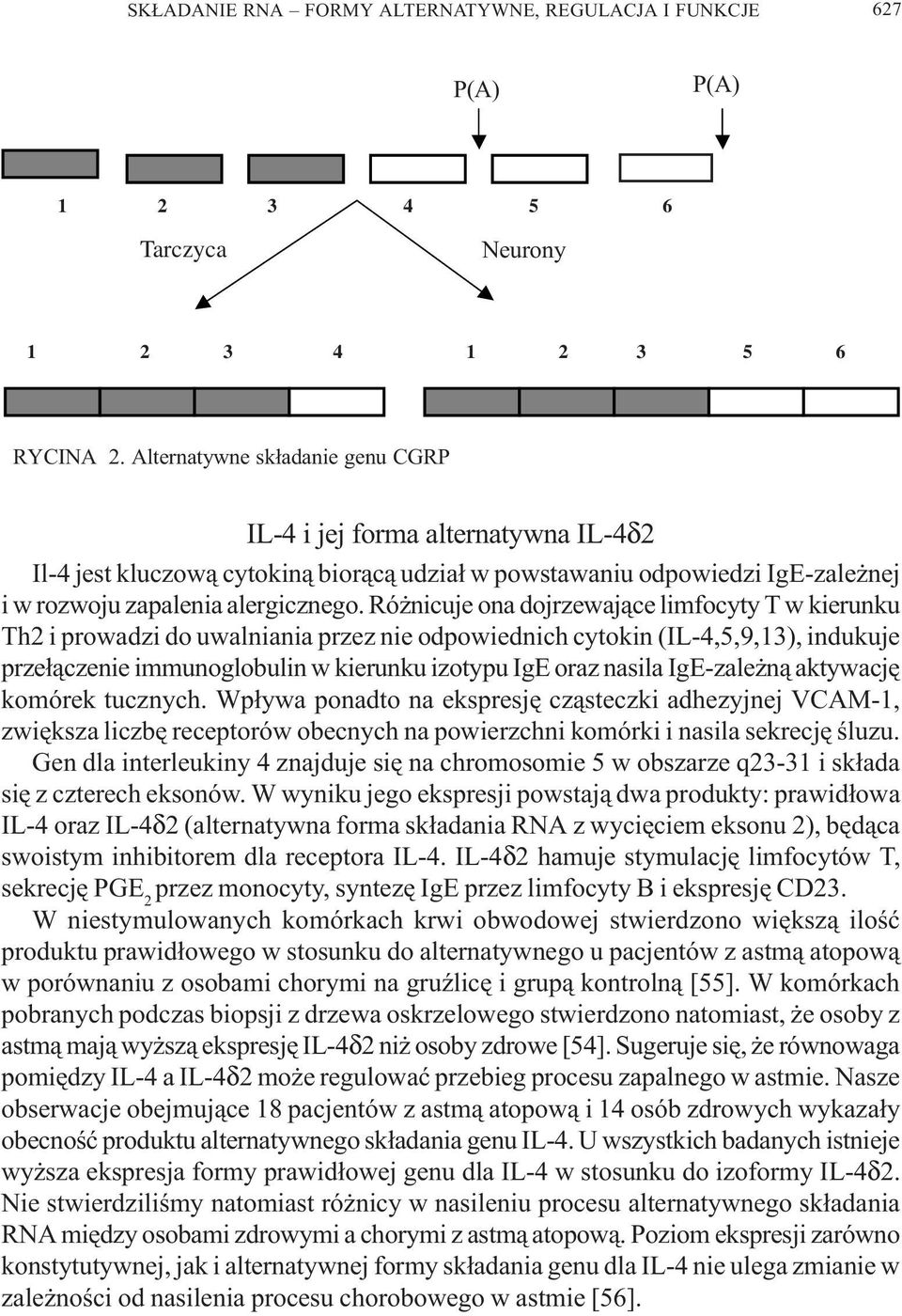 Ró nicuje ona dojrzewaj¹ce limfocyty T w kierunku Th2 i prowadzi do uwalniania przez nie odpowiednich cytokin (IL-4,5,9,13), indukuje prze³¹czenie immunoglobulin w kierunku izotypu IgE oraz nasila