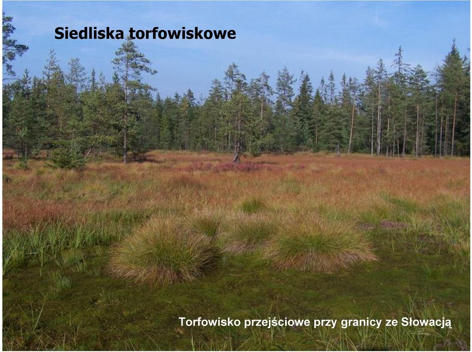 Torfowisko