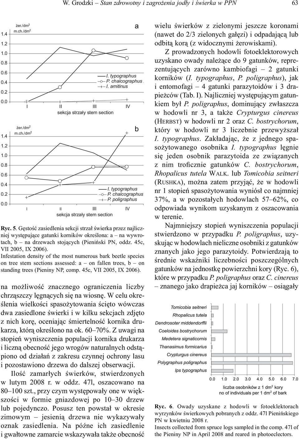 Gęstość zasiedlenia sekcji strzał świerka przez najliczniej występujące gatunki korników określona: a na wywrotach, b na drzewach stojących (Pieniński PN, oddz. 45c, VII 2005, IX 2006).