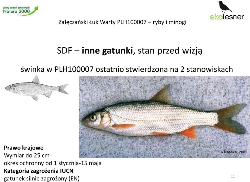 stanowiskach Wymiar do 25 cm okres ochronny