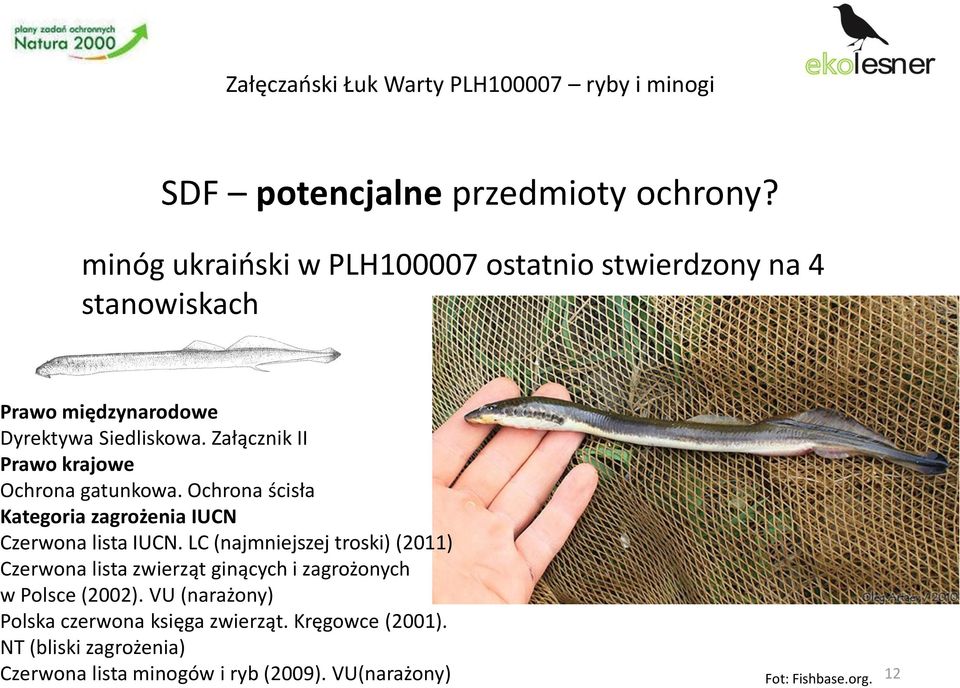 Załącznik II Ochrona gatunkowa. Ochrona ścisła Czerwona lista IUCN.