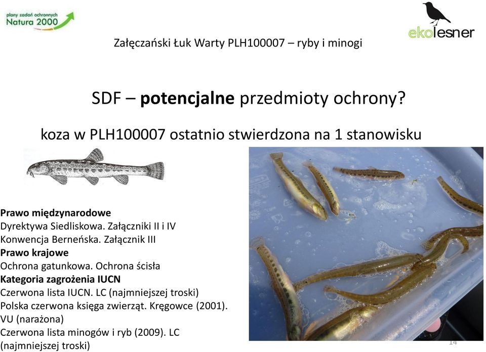 Załączniki II i IV Konwencja Berneńska. Załącznik III Ochrona gatunkowa.