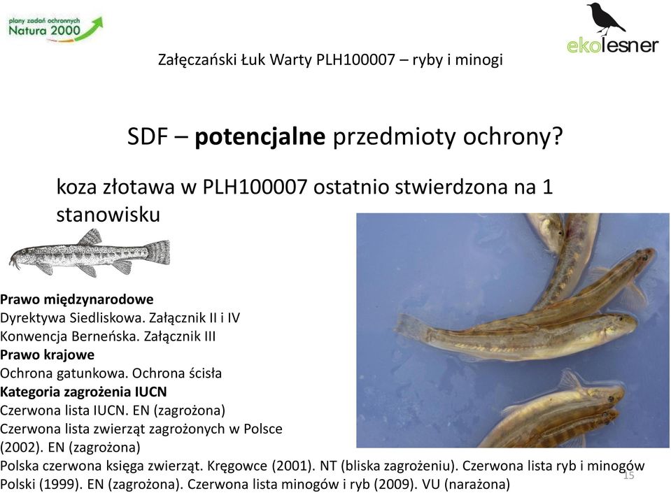 Załącznik II i IV Konwencja Berneńska. Załącznik III Ochrona gatunkowa. Ochrona ścisła Czerwona lista IUCN.