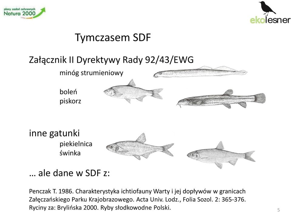 Charakterystyka ichtiofauny Warty i jej dopływów w granicach Załęczańskiego Parku
