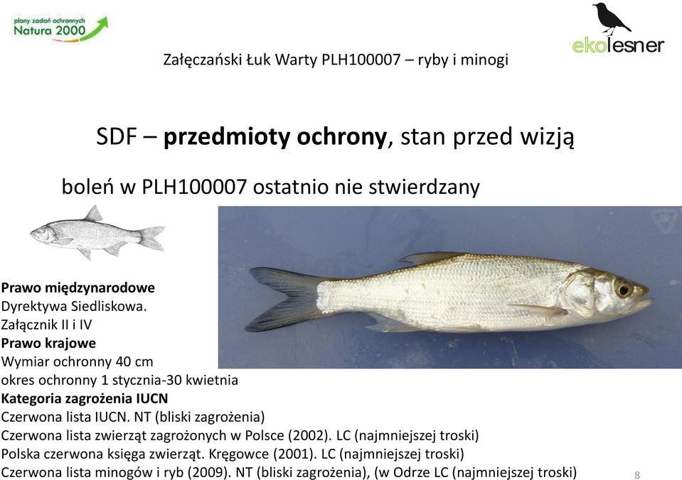 NT (bliski zagrożenia) Czerwona lista zwierząt zagrożonych w Polsce (2002).