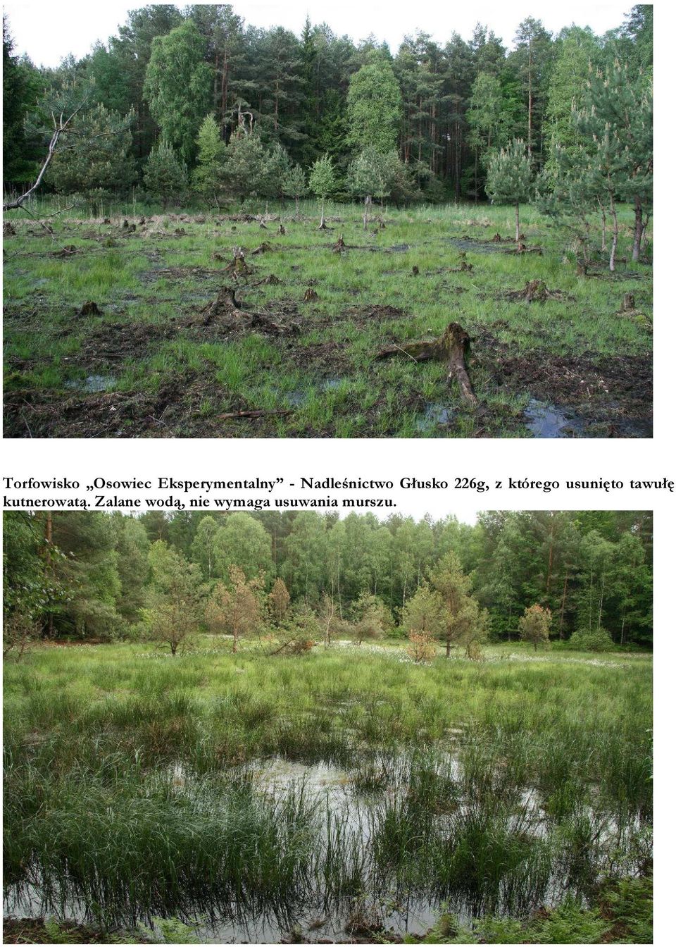 którego usunięto tawułę kutnerowatą.