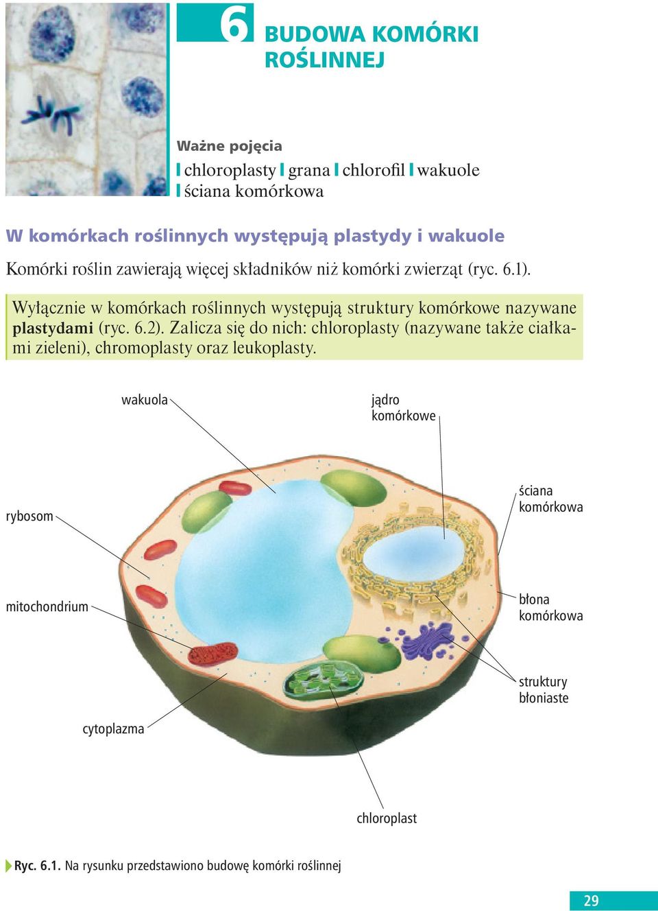 Wy cznie w komórkach ro linnych wyst puj struktury komórkowe nazywane plastydami (ryc. 6.2).
