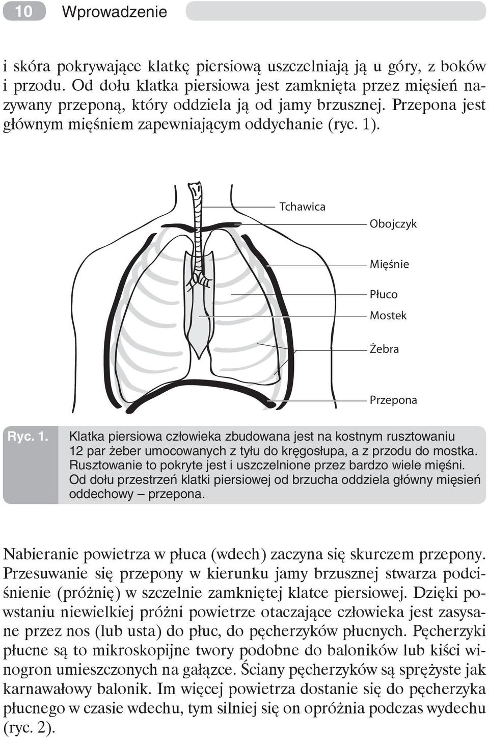 Tchawica Obojczyk Mięśnie Płuco Mostek Żebra Przepona Ryc. 1. Klatka piersiowa człowieka zbudowana jest na kostnym rusztowaniu 12 par żeber umocowanych z tyłu do kręgosłupa, a z przodu do mostka.