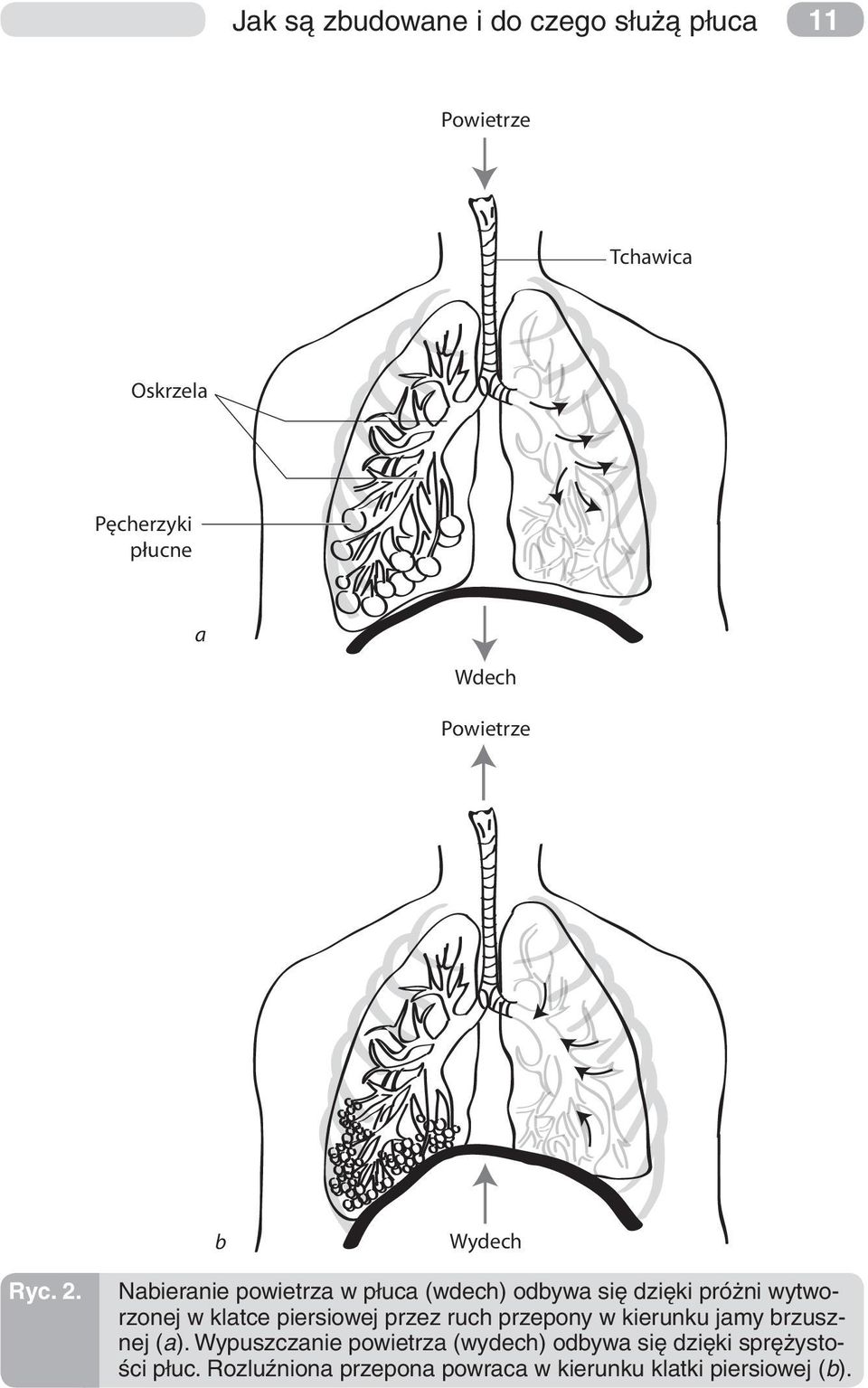 Nabieranie powietrza w płuca (wdech) odbywa się dzięki próżni wytworzonej w klatce piersiowej przez