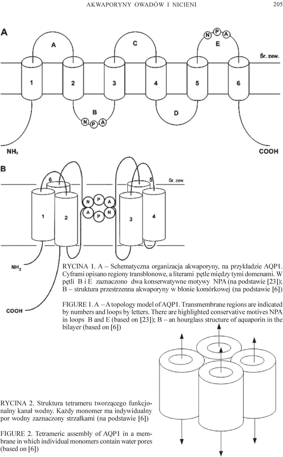 Transmembrane regions are indicated by numbers and loops by letters.