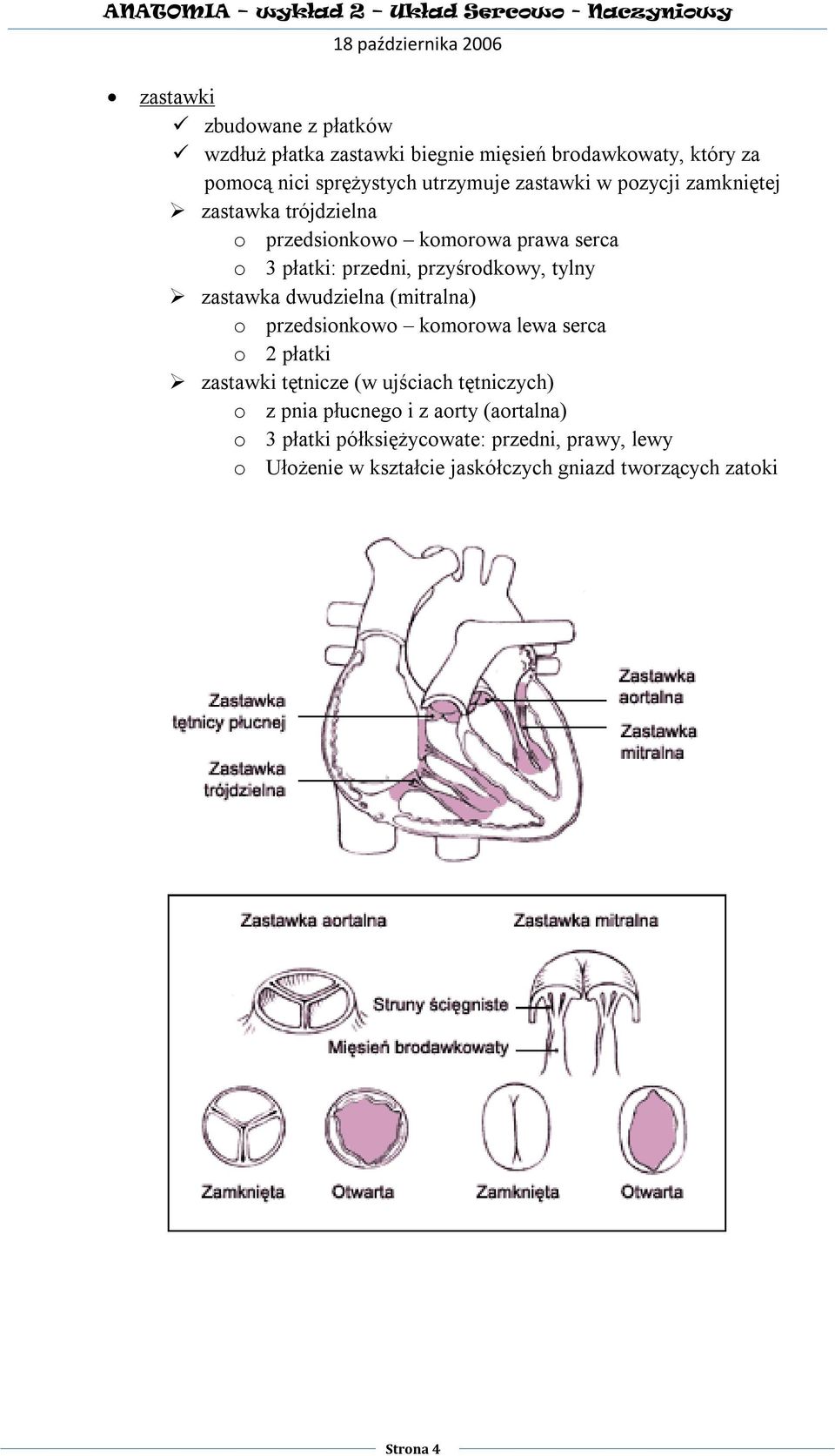 zastawka dwudzielna (mitralna) o przedsionkowo komorowa lewa serca o 2 płatki zastawki tętnicze (w ujściach tętniczych) o z pnia