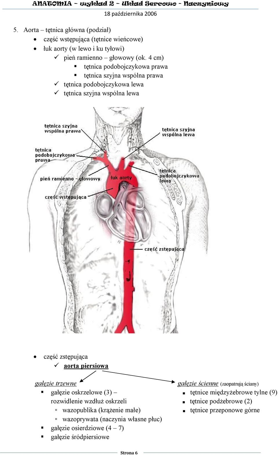 piersiowa gałęzie trzewne gałęzie ścienne (zaopatrują ściany) gałęzie oskrzelowe (3) tętnice międzyżebrowe tylne (9) rozwidlenie wzdłuż oskrzeli