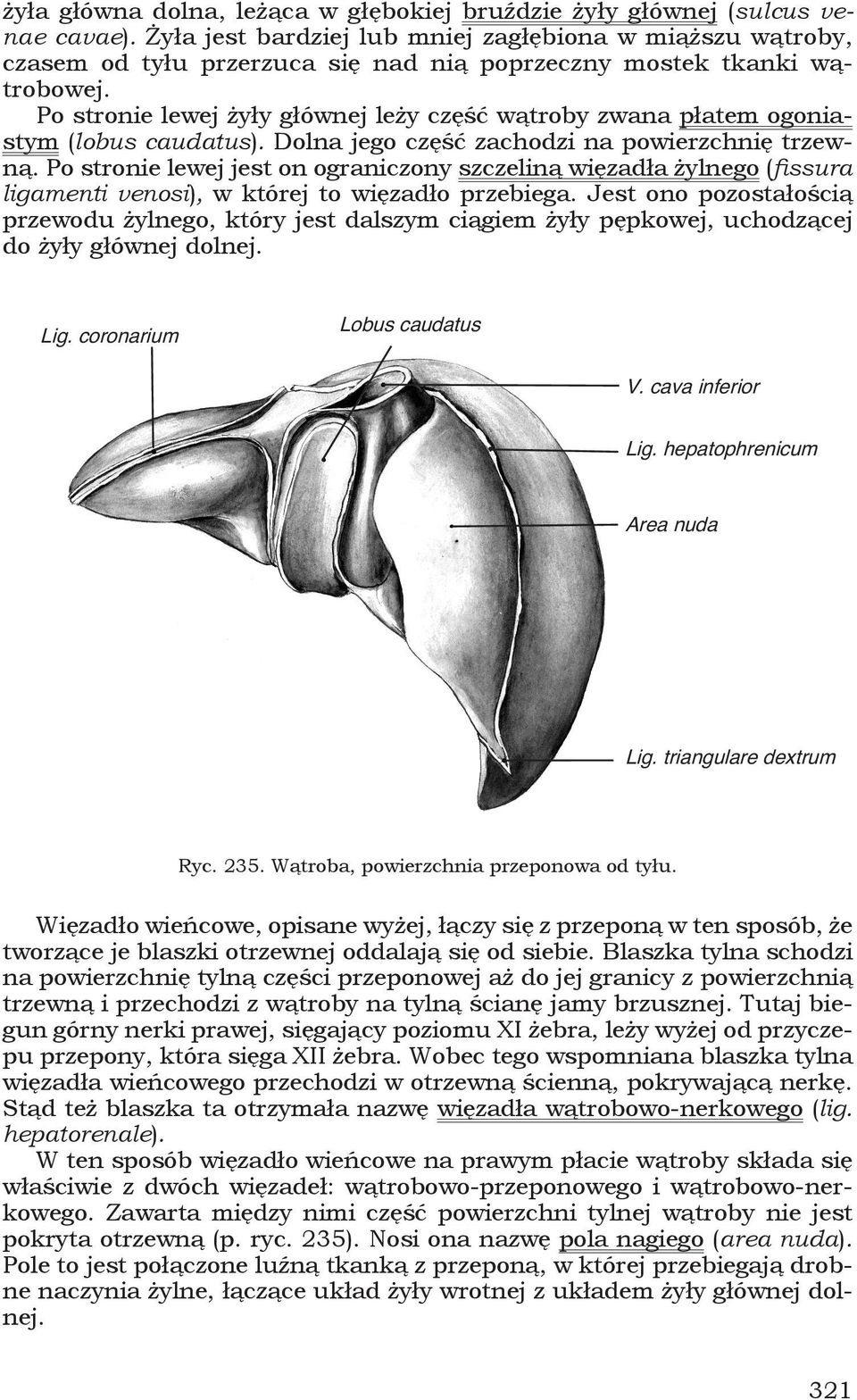 Po stronie lewej żyły głównej leży część wątroby zwana płatem ogoniastym (lobus caudatus). Dolna jego część zachodzi na powierzchnię trzewną.