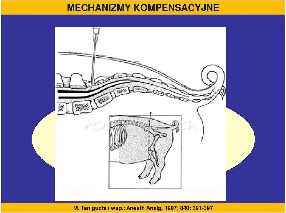 NIEZABLOKOWANYCH SEGMENTACH (model