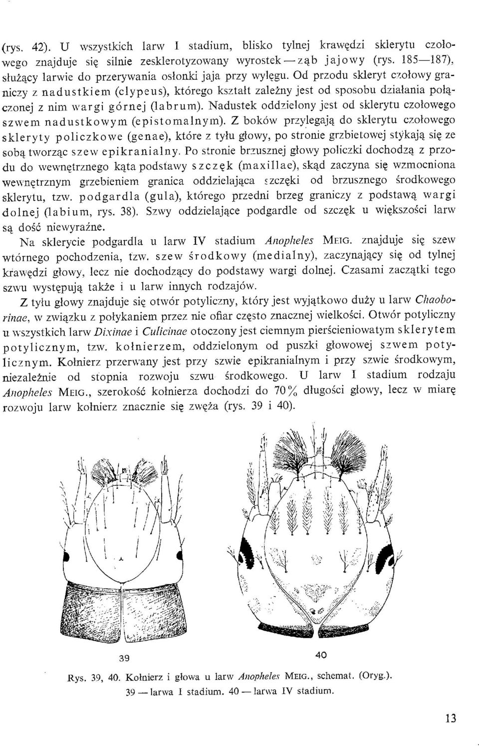 Od przodu skleryt czoiowy graniczy z nadustkiem (clypeus), ktorego ksztalt zaleiny jest od sposobu dzialania pal-a- czonej z nim wargi gornej (labrum).