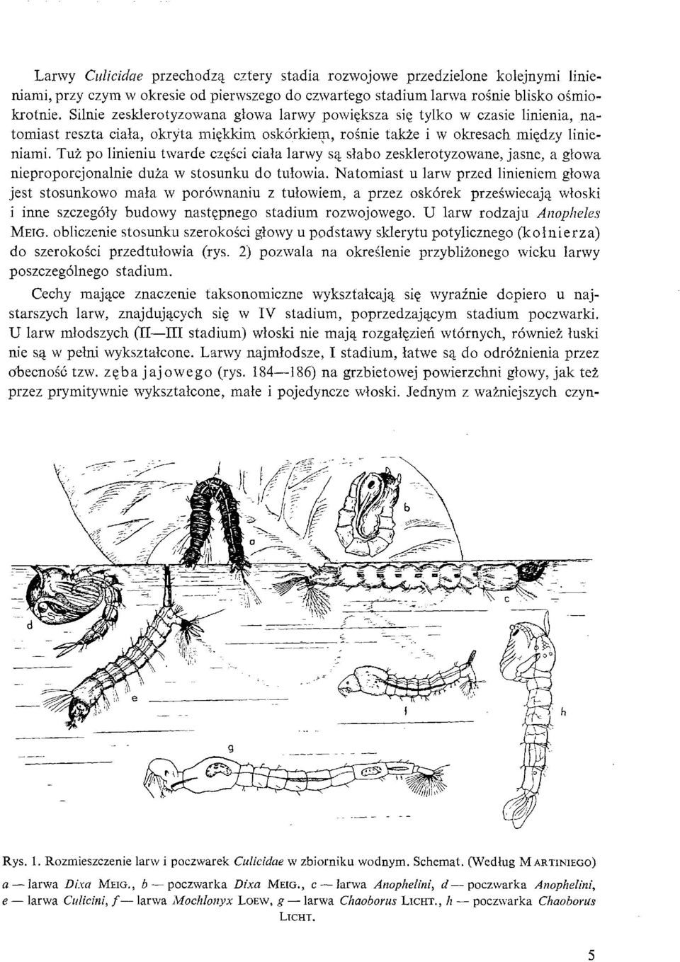 Tui po linieniu twarde czesci ciala larwy sa, slabo zesklerotyzowane, jasne, a glowa nieproporcjonalnie duia w stosunku do tulowia.