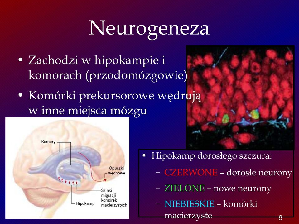 miejsca mózgu Hipokamp dorosłego szczura: CZERWONE