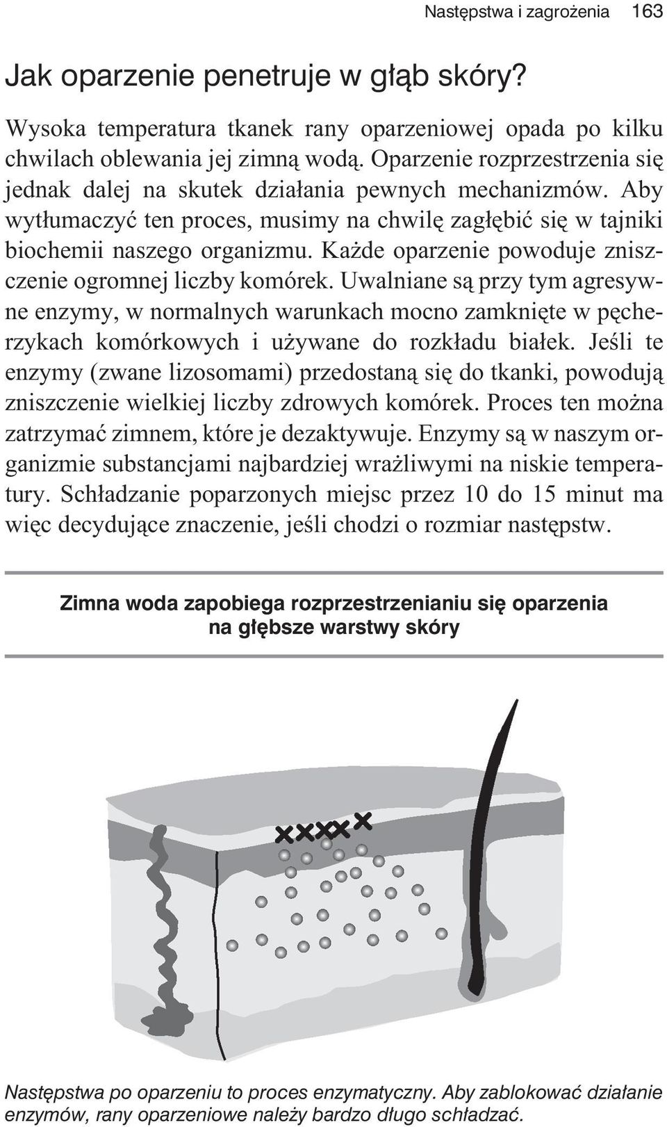 Ka de oparzenie powoduje zniszczenie ogromnej liczby komórek. Uwalniane s¹ przy tym agresywne enzymy, w normalnych warunkach mocno zamkniête w pêcherzykach komórkowych i u ywane do rozk³adu bia³ek.