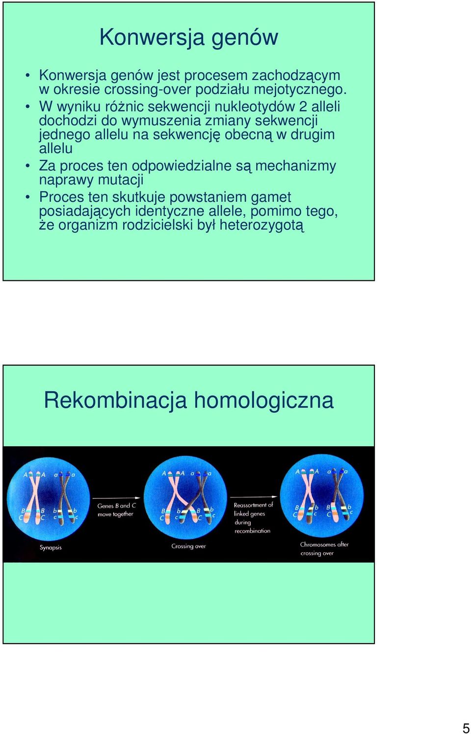 sekwencję obecną w drugim allelu Za proces ten odpowiedzialne są mechanizmy naprawy mutacji Proces ten skutkuje