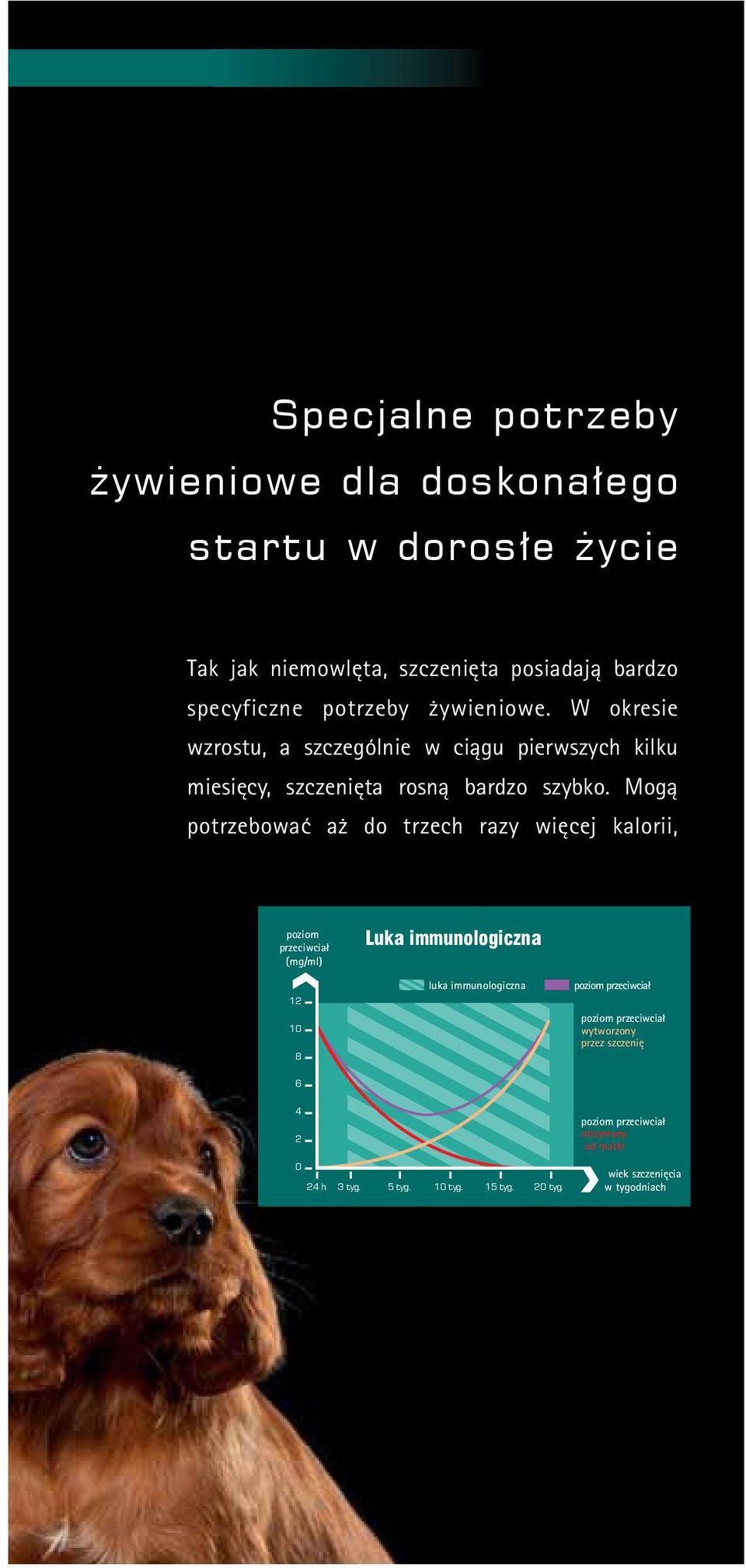 Mogą potrzebować aż do trzech razy więcej kalorii, poziom przeciwciał (mg/ml) 12 10 8 Luka immunologiczna luka immunologiczna poziom