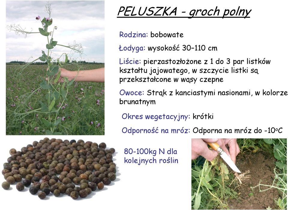 przekształcone w wąsy czepne Owoce: Strąk z kanciastymi nasionami, w kolorze brunatnym