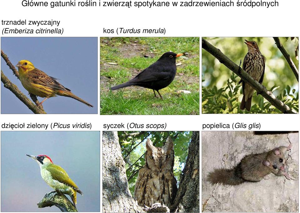 (Emberiza citrinella) kos (Turdus merula) dzięcioł