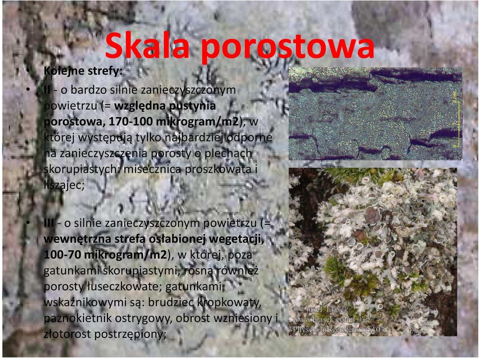 zanieczyszczonym powietrzu (= wewnętrzna strefa osłabionej wegetacji, 100-70 mikrogram/m2), w której, poza gatunkami skorupiastymi, rosną