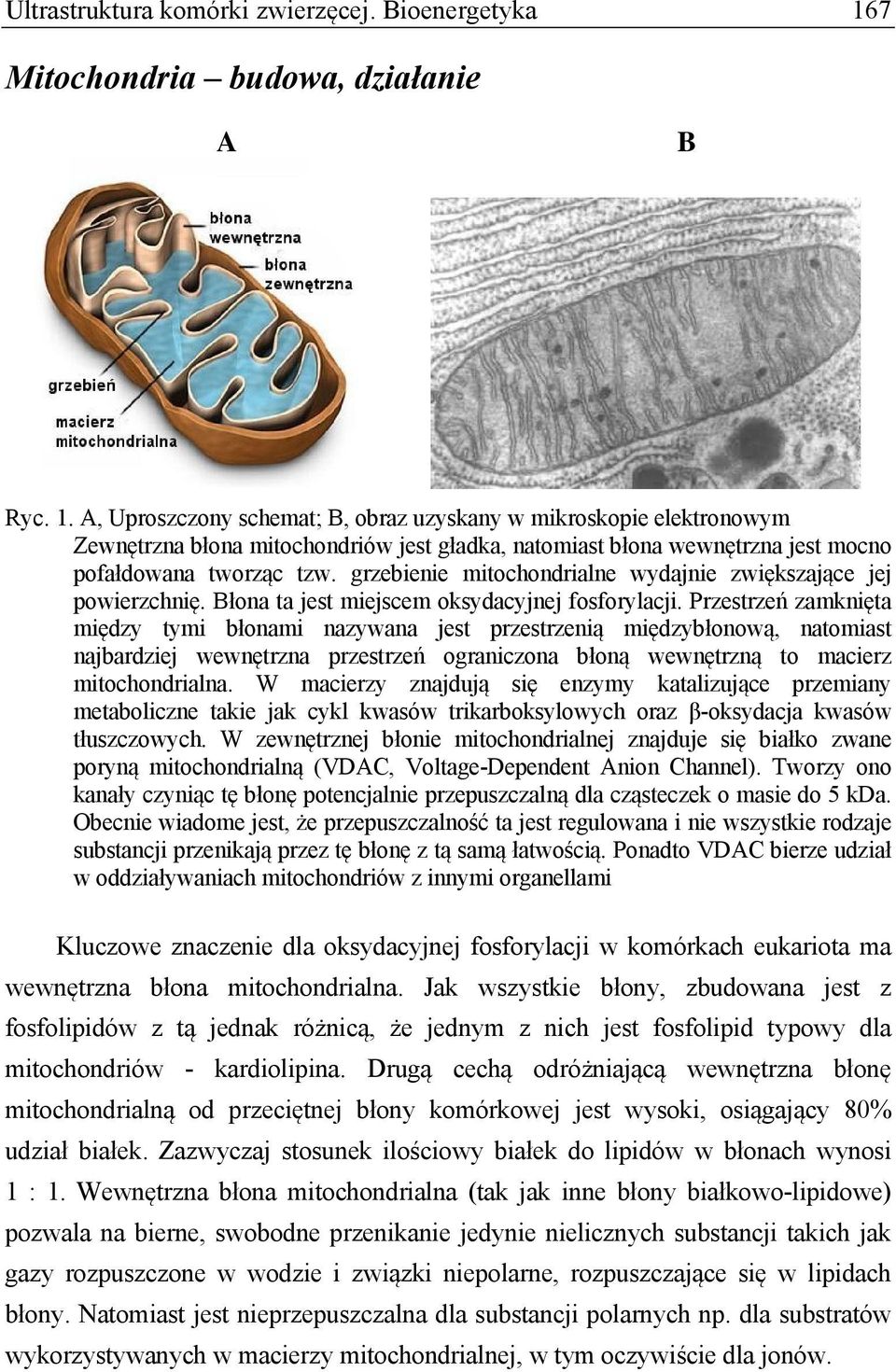 A, Uproszczony schemat; B, obraz uzyskany w mikroskopie elektronowym Zewnętrzna błona mitochondriów jest gładka, natomiast błona wewnętrzna jest mocno pofałdowana tworząc tzw.