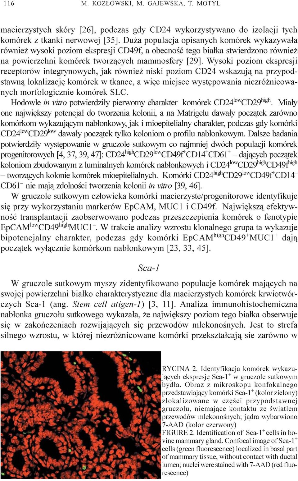 Wysoki poziom ekspresji receptorów integrynowych, jak równie niski poziom CD24 wskazuj¹ na przypodstawn¹ lokalizacjê komórek w tkance, a wiêc miejsce wystêpowania niezró nicowanych morfologicznie
