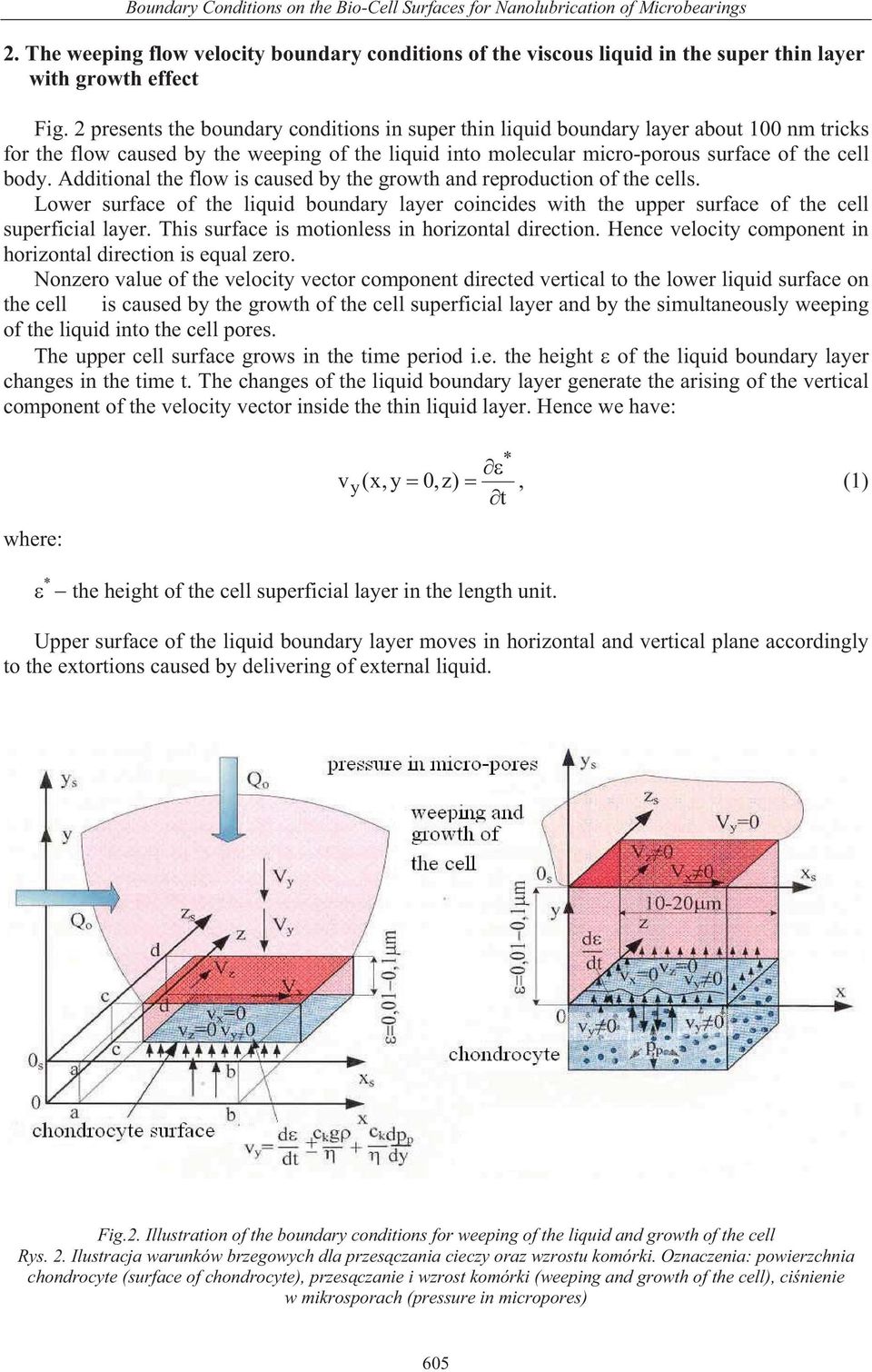 Additional the flow is caused by the growth and reproduction of the cells. Lower surface of the liquid boundary layer coincides with the upper surface of the cell superficial layer.