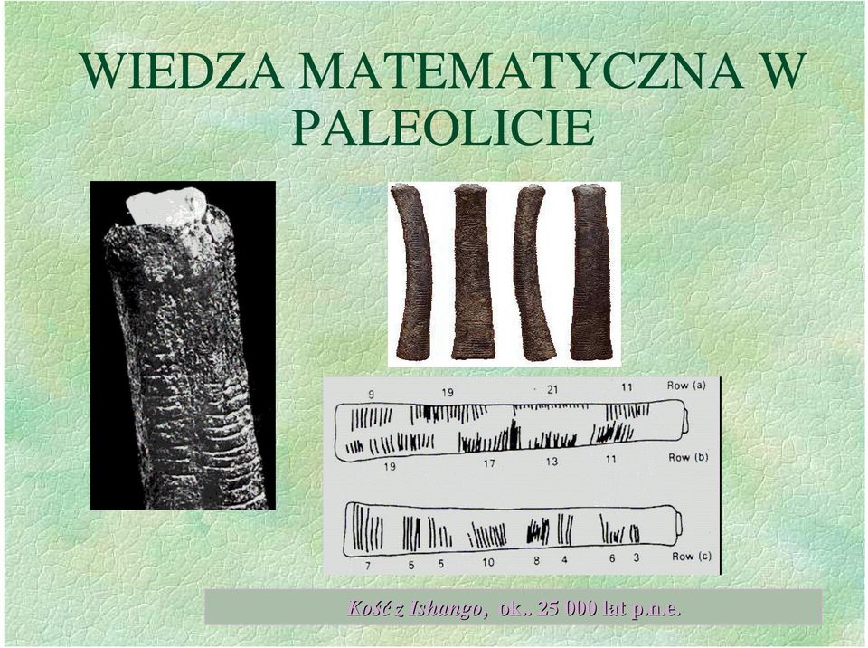 PALEOLICIE Kość z