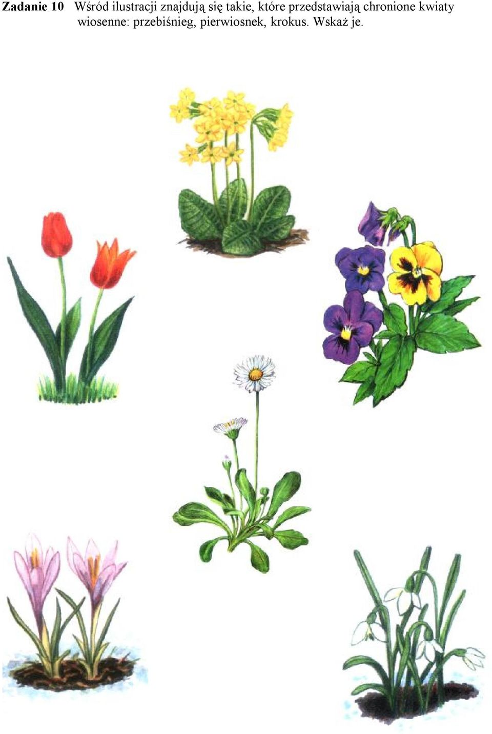 chronione kwiaty wiosenne: