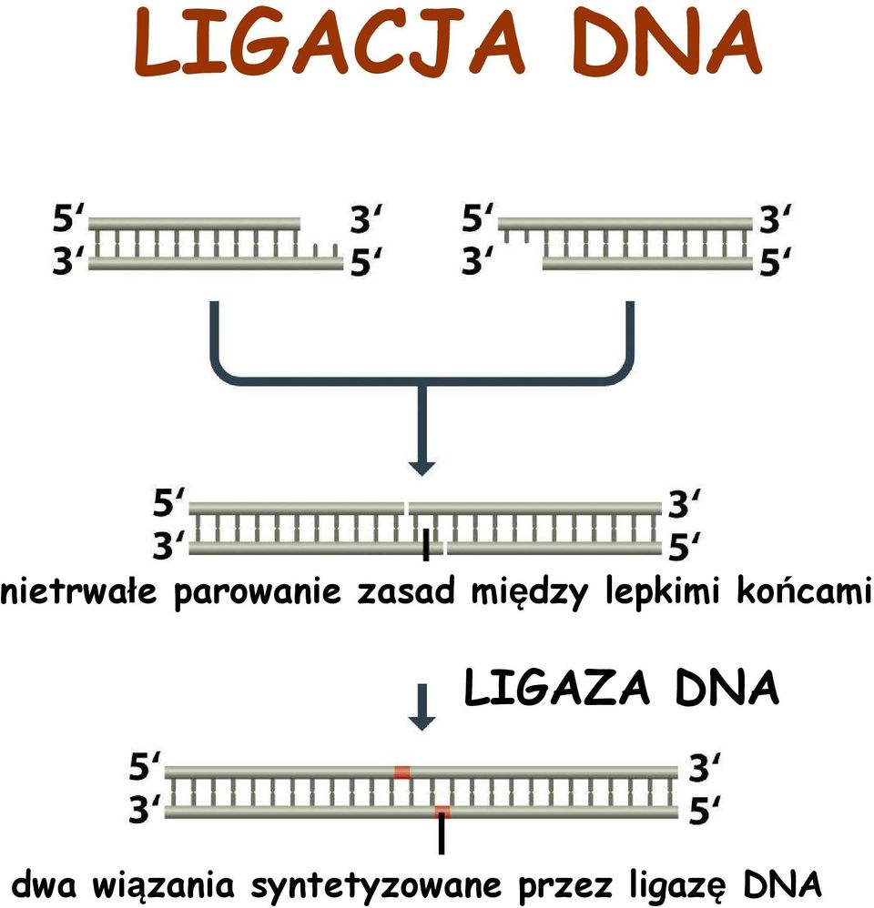lepkimi końcami LIGAZA DNA