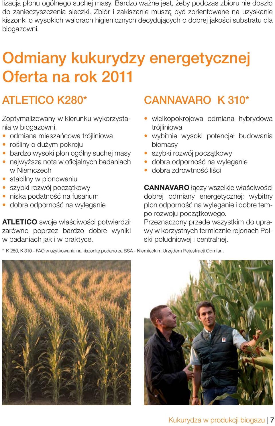 Odmiany kukurydzy energetycznej Oferta na rok 2011 ATLETICO K280* Zoptymalizowany w kierunku wykorzystania w biogazowni.
