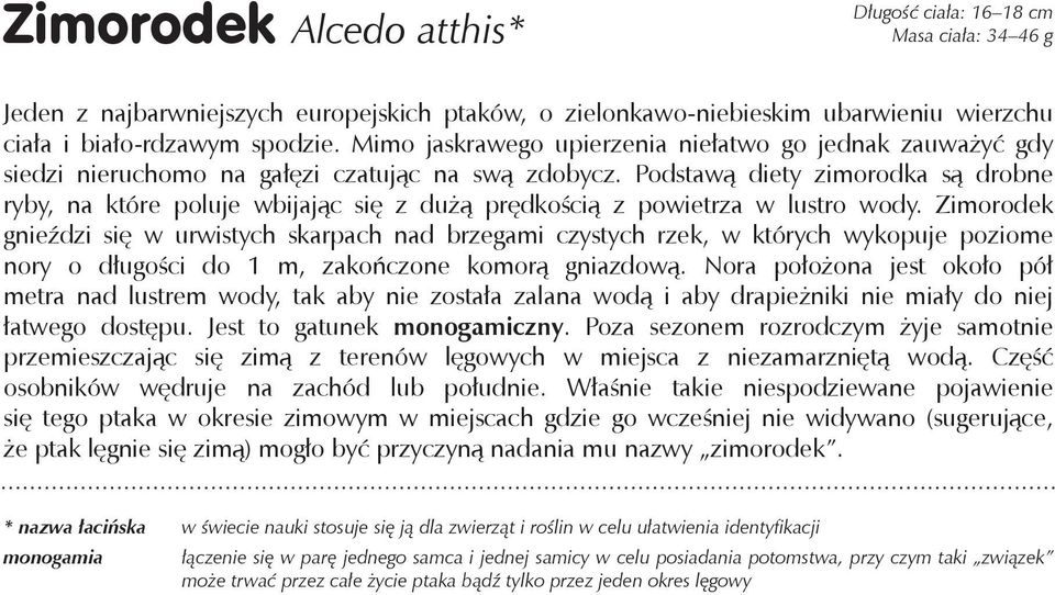 Podstawą diety zimorodka są drobne ryby, na które poluje wbijając się z dużą prędkością z powietrza w lustro wody.