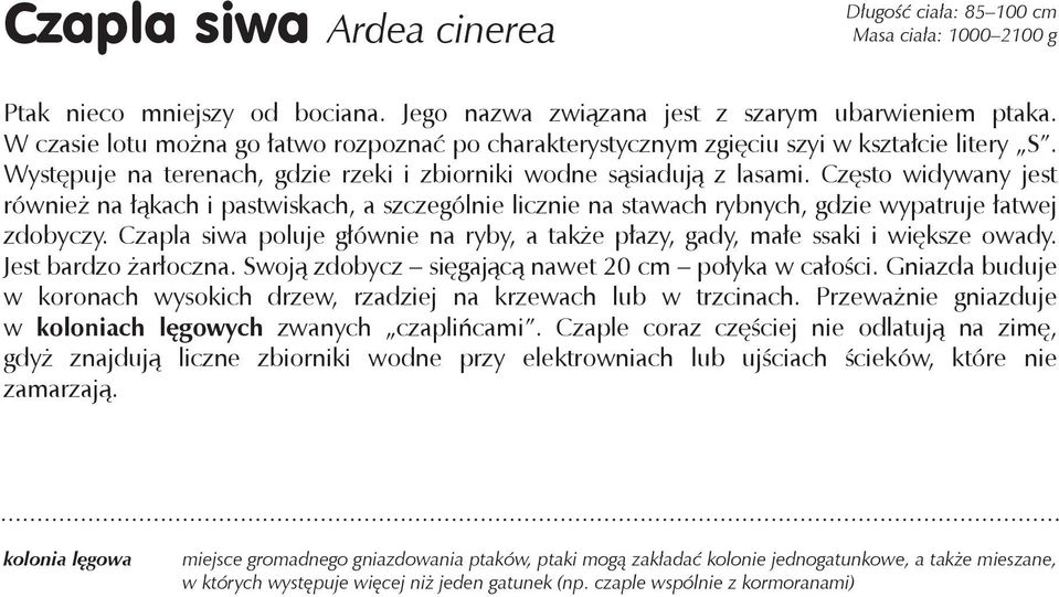 Często widywany jest również na łąkach i pastwiskach, a szczególnie licznie na stawach rybnych, gdzie wypatruje łatwej zdobyczy.