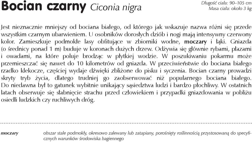 Gniazda (o średnicy ponad 1 m) buduje w koronach dużych drzew. Odżywia się głównie rybami, płazami i owadami, na które poluje brodząc w płytkiej wodzie.