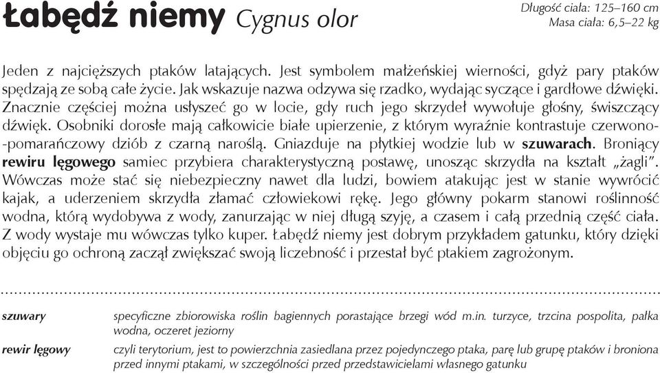 Osobniki dorosłe mają całkowicie białe upierzenie, z którym wyraźnie kontrastuje czerwono- -pomarańczowy dziób z czarną naroślą. Gniazduje na płytkiej wodzie lub w szuwarach.