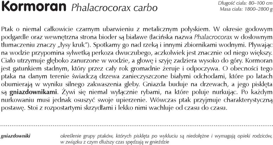 Pływając na wodzie przypomina sylwetką perkoza dwuczubego, aczkolwiek jest znacznie od niego większy. Ciało utrzymuje głęboko zanurzone w wodzie, a głowę i szyję zadziera wysoko do góry.