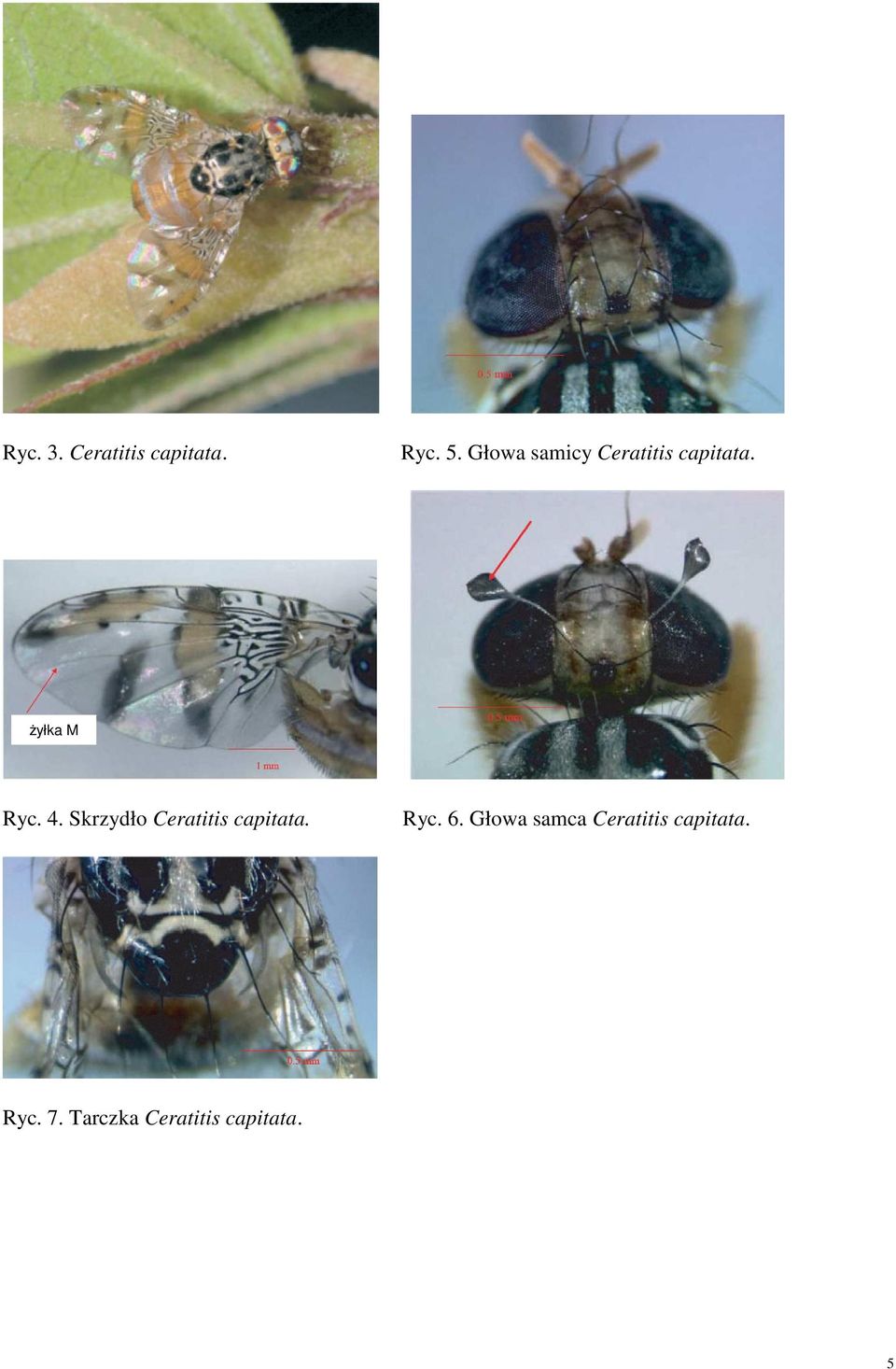 Skrzydło Ceratitis capitata. Ryc. 6.