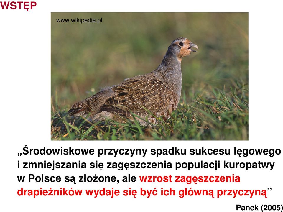 zmniejszania się zagęszczenia populacji kuropatwy w