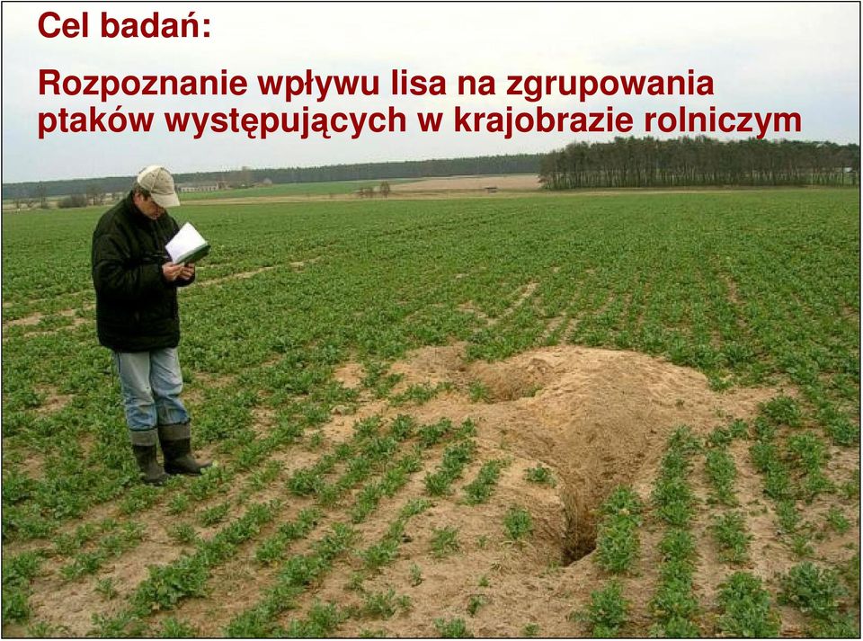 zgrupowania ptaków