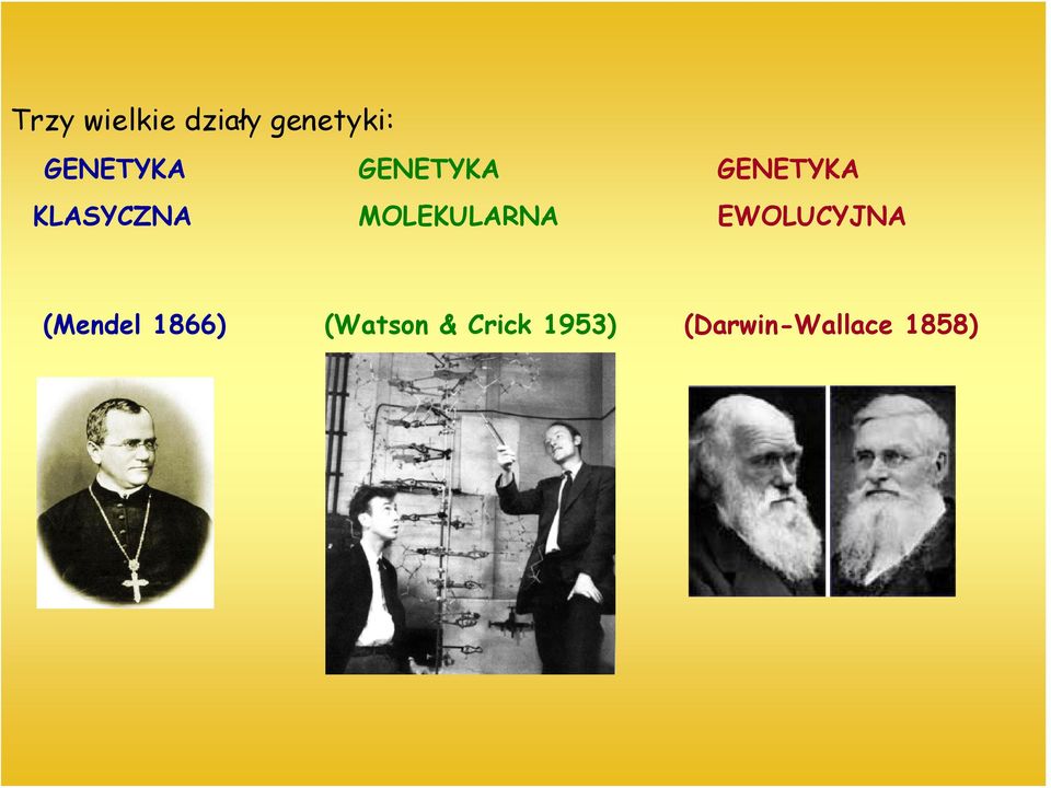 MOLEKULARNA EWOLUCYJNA (Mendel 1866)