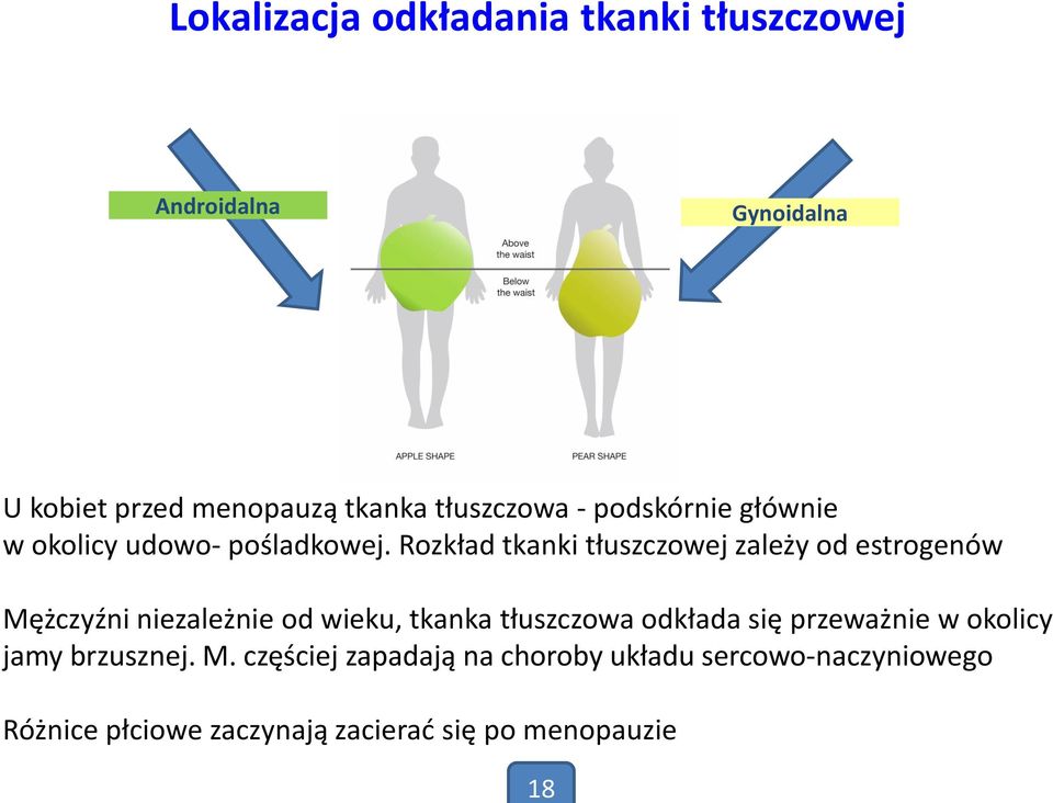 Rozkład tkanki tłuszczowej zależy od estrogenów Mężczyźni niezależnie od wieku, tkanka tłuszczowa odkłada