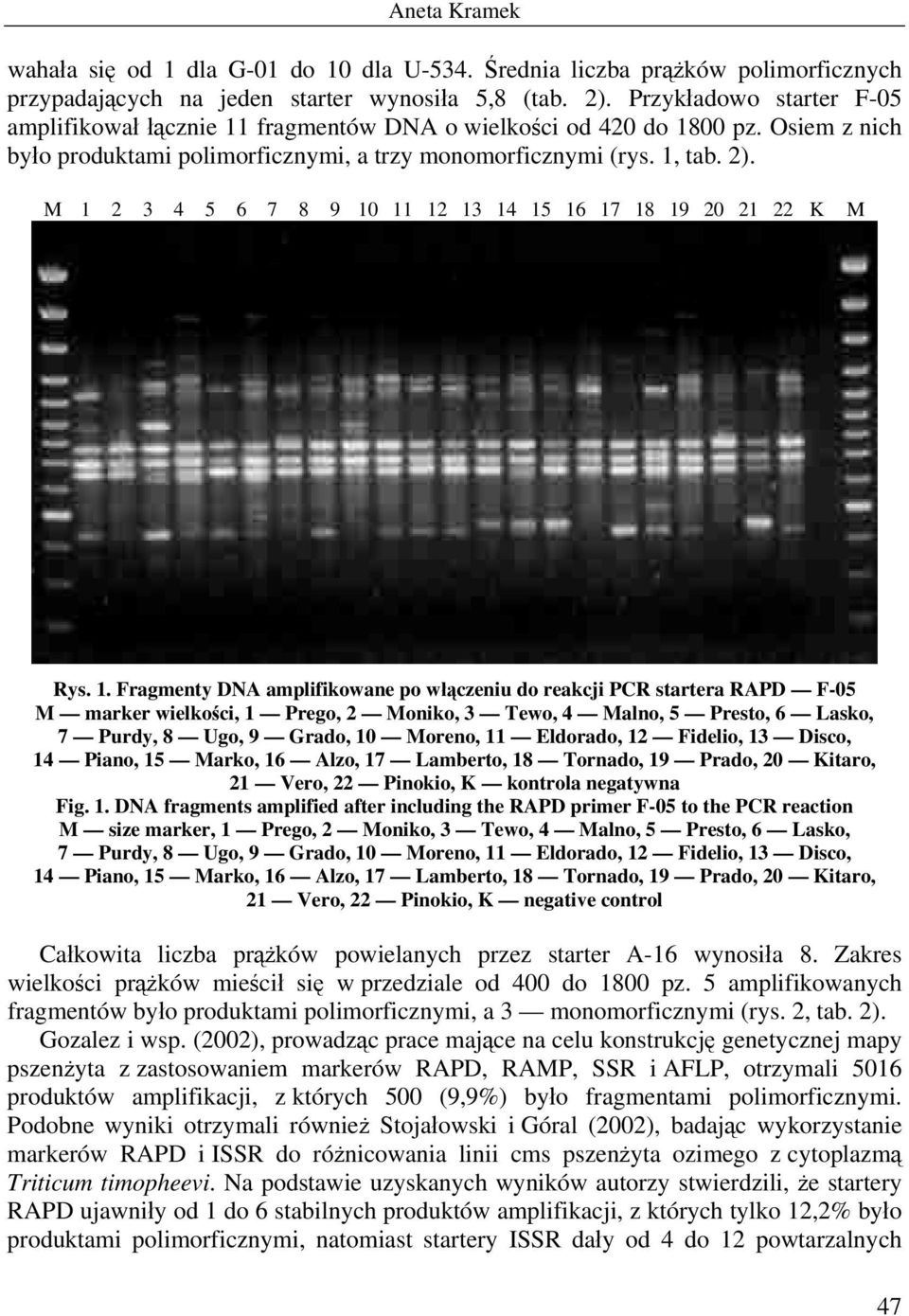 M 1 2 3 4 5 6 7 8 9 10 11 12 13 14 15 16 17 18 19 20 21 22 K M Rys. 1. Fragmenty DNA amplifikowane po włączeniu do reakcji PCR startera RAPD F-05 M marker wielkości, 1 Prego, 2 Moniko, 3 Tewo, 4